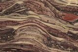 Polished Domal Stromatolite Slab - Billion Years Old #239932-1